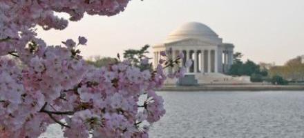 Cherry Blossoms