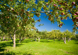 b-apple-tree.jpg b-apple-tree.jpg