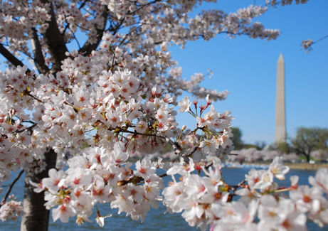 h_cherryblossoms.jpg h_cherryblossoms.jpg