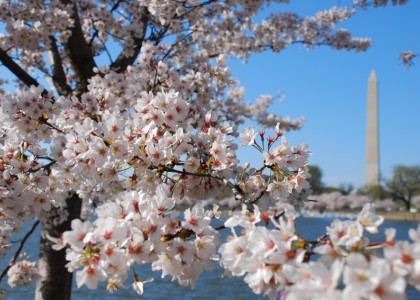 cherry-blossom