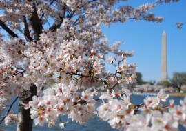 cherry-blossom