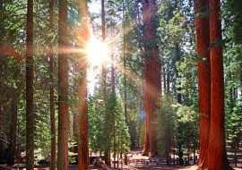 forest