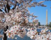 cherry-blossom