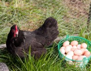 hen-and-eggs