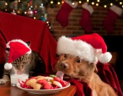 holiday-pets