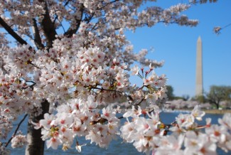 cherry-blossom