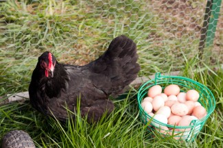 hen-and-eggs