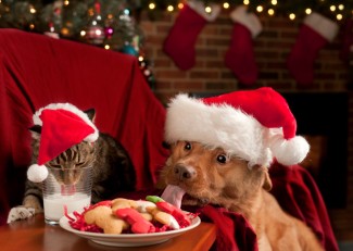 holiday-pets