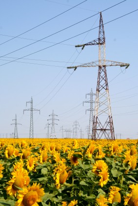Utility_poles_with_flowers.jpg