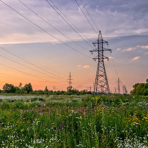 Power lines in a field of blooming flowers at sunset.
